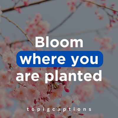Beautiful Flower Quotes for Instagram